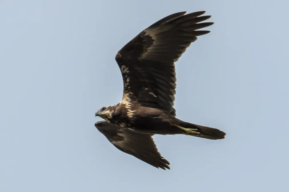 File:Circus spilonotus 244233232.jpg