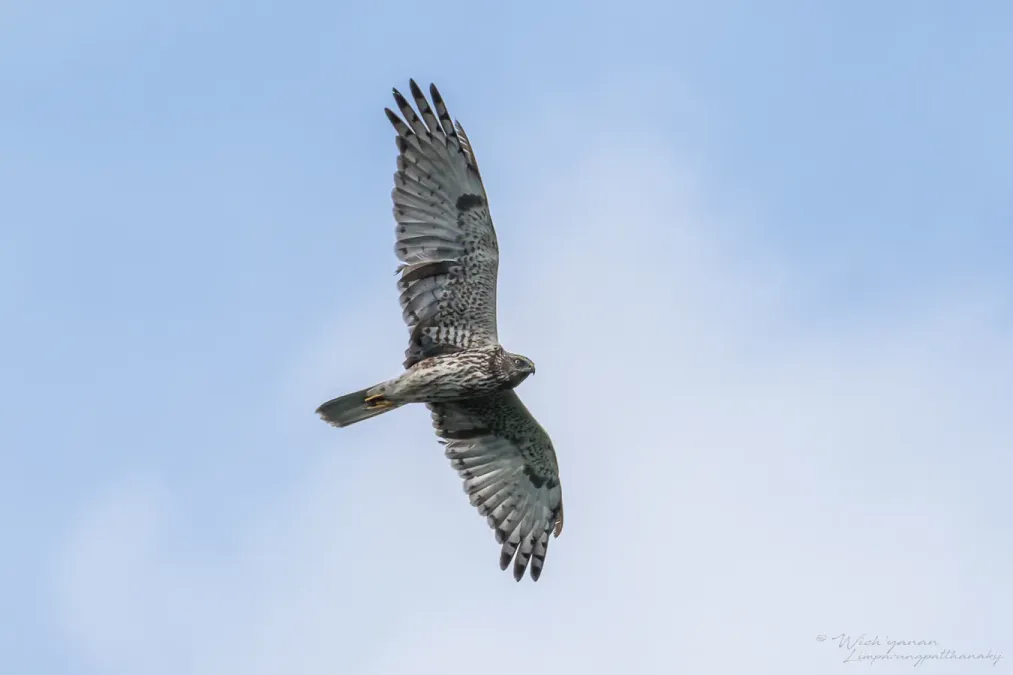 File:Circus spilonotus 237656186.jpg