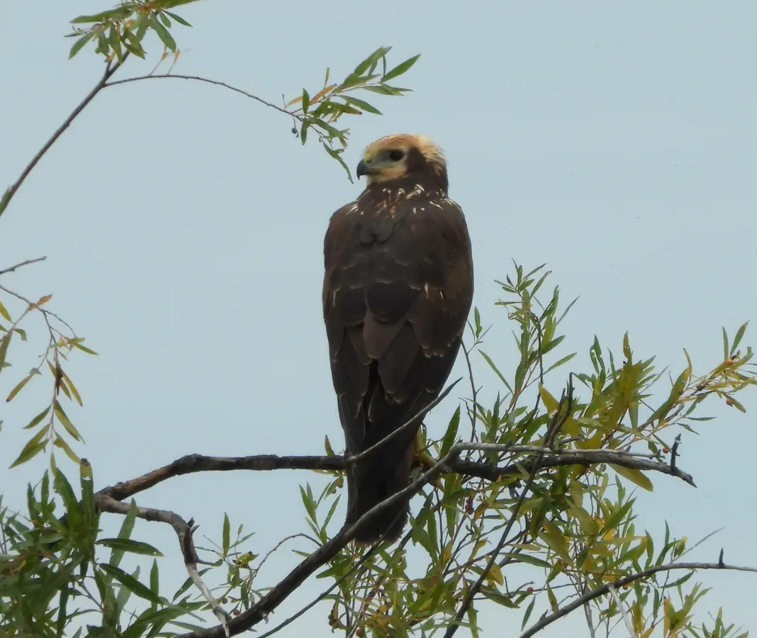 File:Circus spilonotus 232045041.jpg