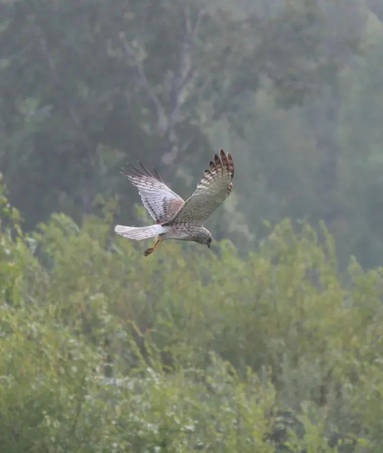 File:Circus spilonotus 172146135.jpg