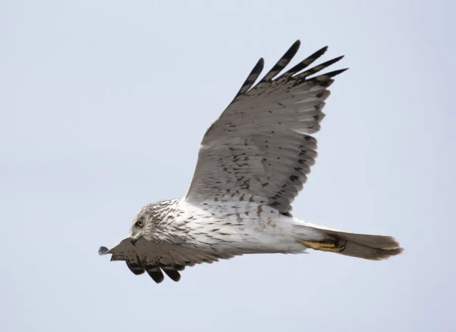 File:Circus spilonotus 127663648.jpg
