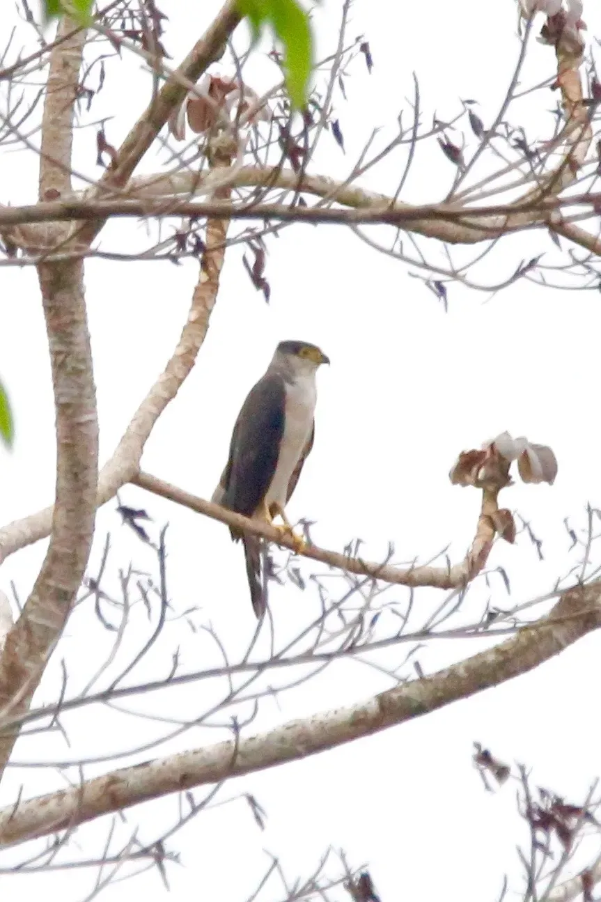 File:Accipiter poliogaster 58411800.jpg