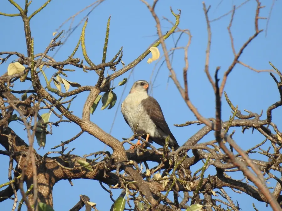 File:Accipiter ovampensis 86899094.jpg