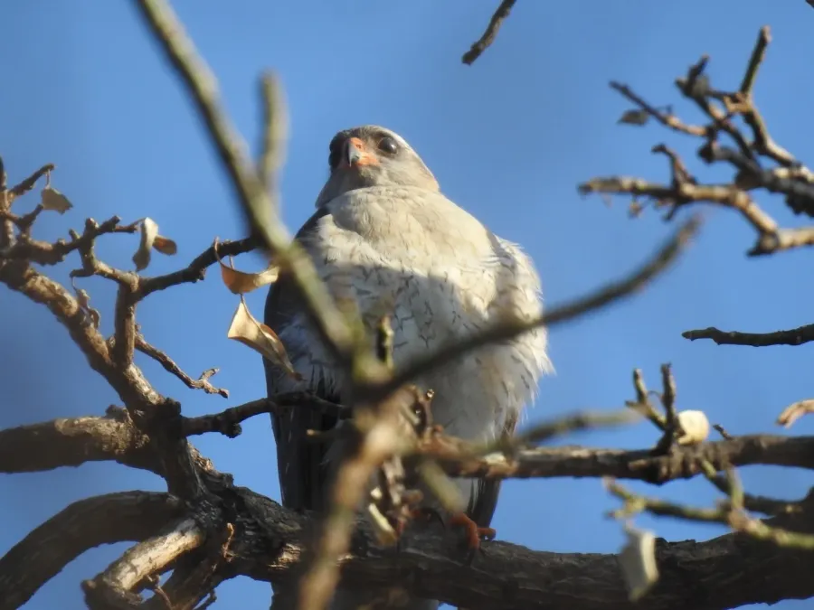 File:Accipiter ovampensis 86899083.jpg