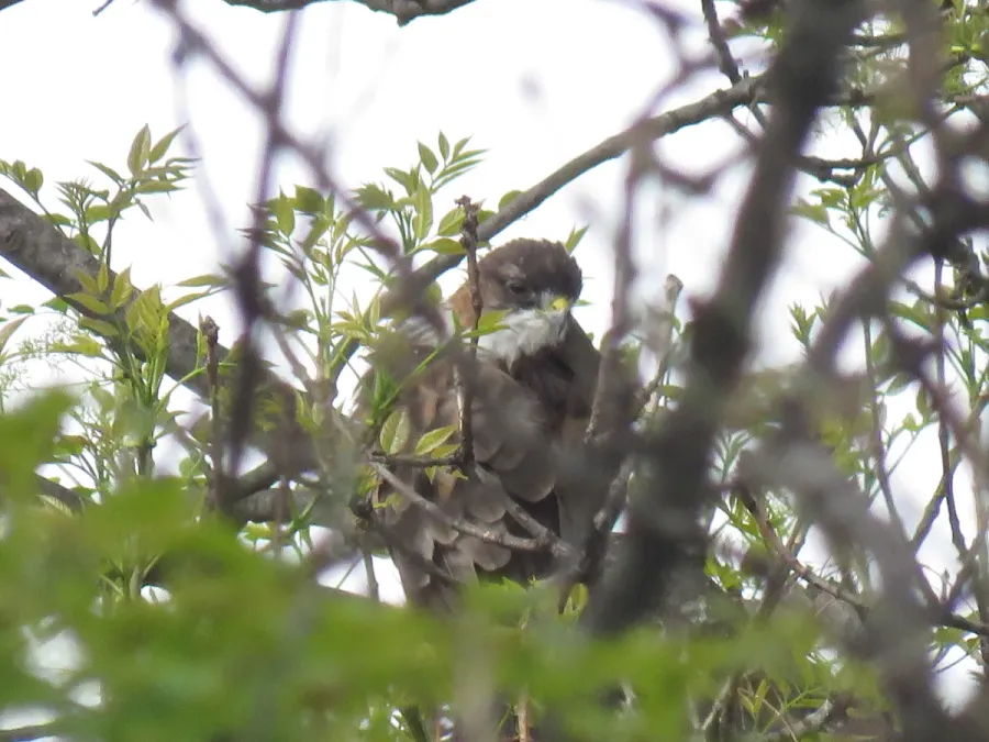 File:Buteo albigula 178161371.jpg