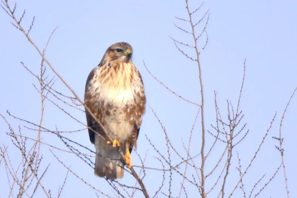 File:Buteo japonicus 253614761.jpg