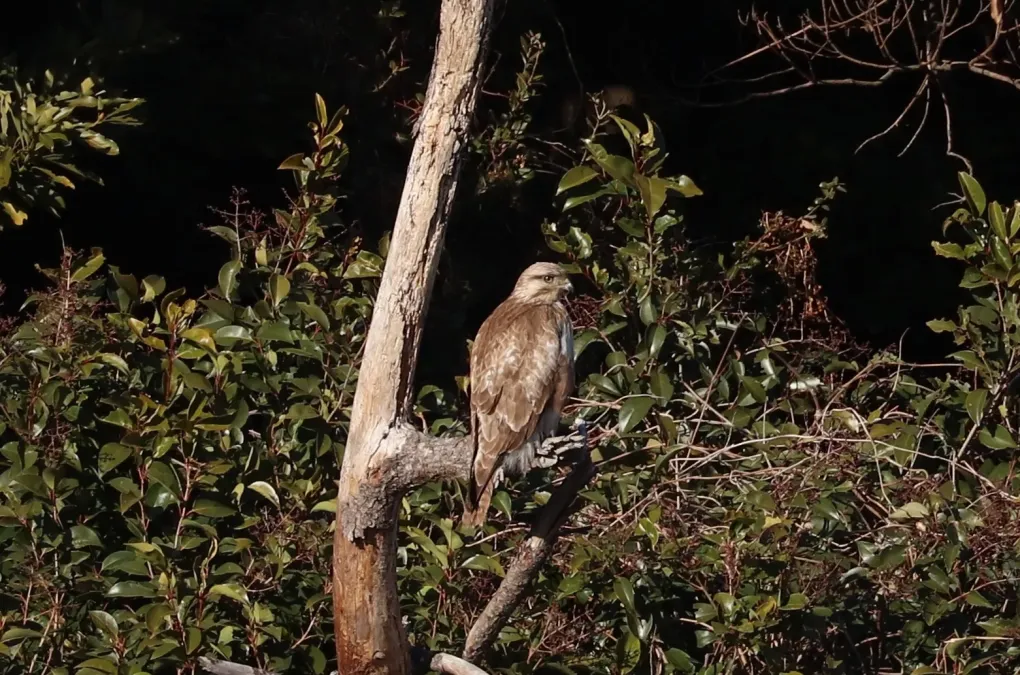 File:Buteo japonicus 258330690.jpg
