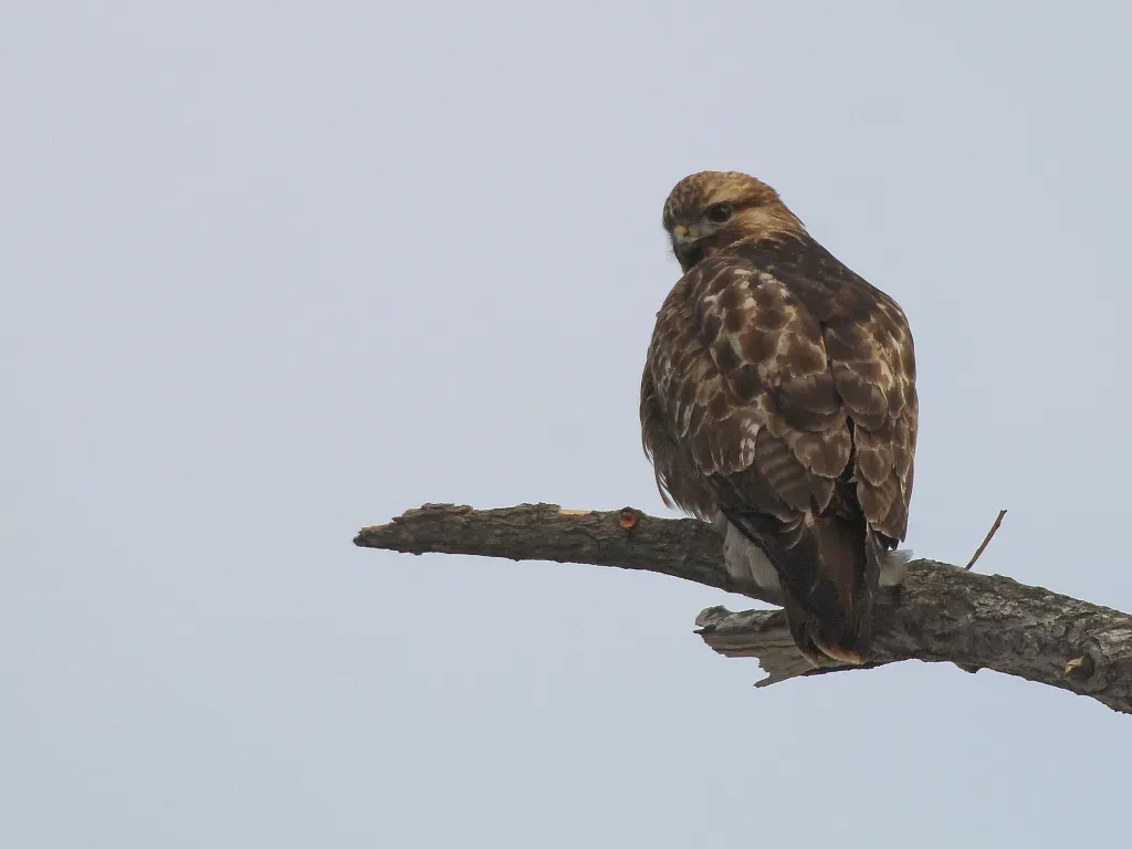 File:Buteo japonicus 108780228.jpg