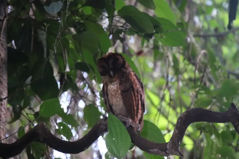 File:Tyto inexspectata 229399656.jpg