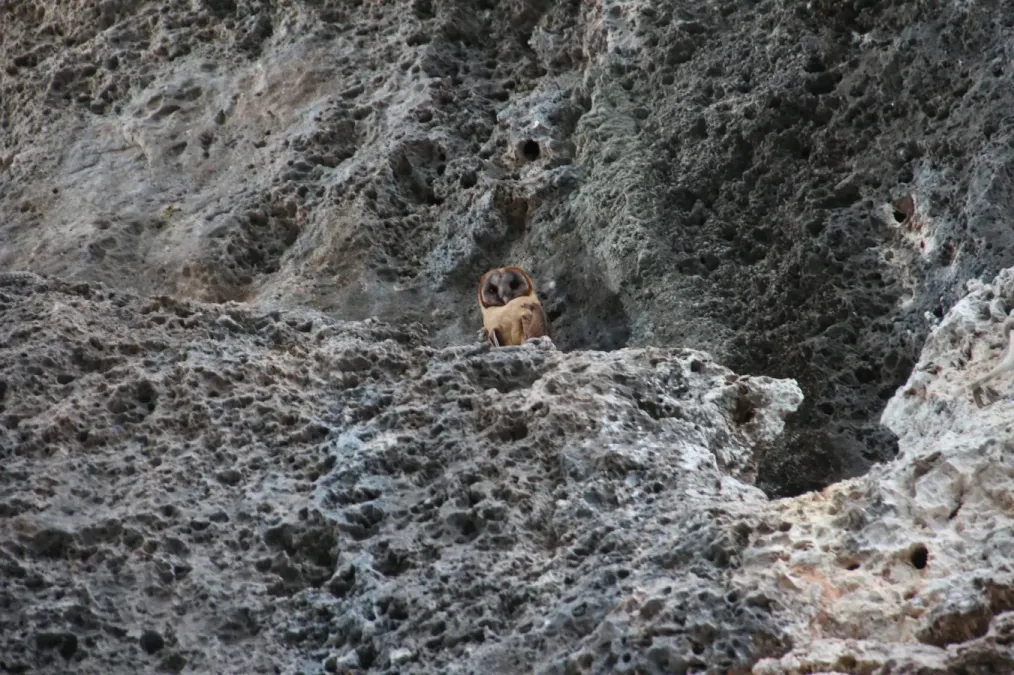 File:Tyto glaucops 116988077.jpg