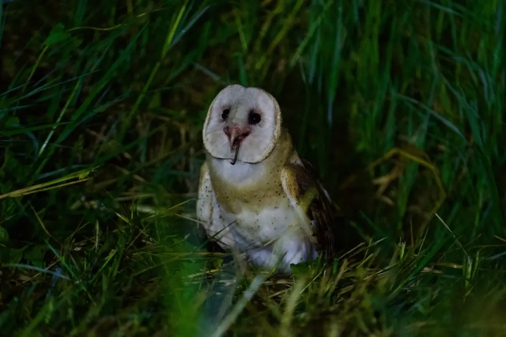 File:Tyto longimembris pithecops 218789572.jpg