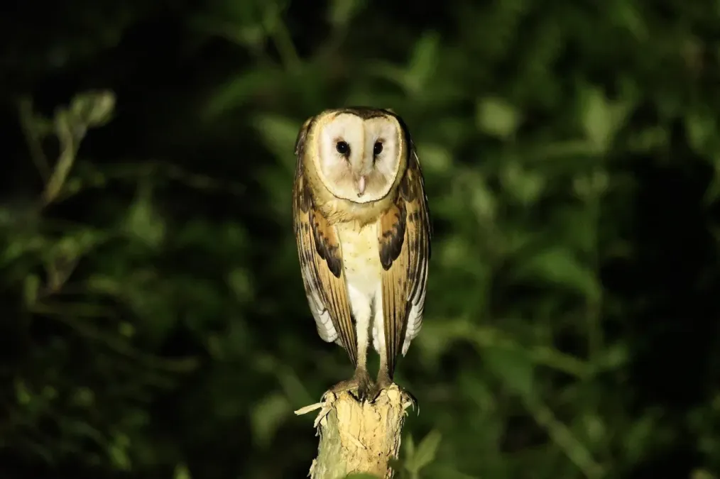 File:Tyto longimembris pithecops 205957225.jpg