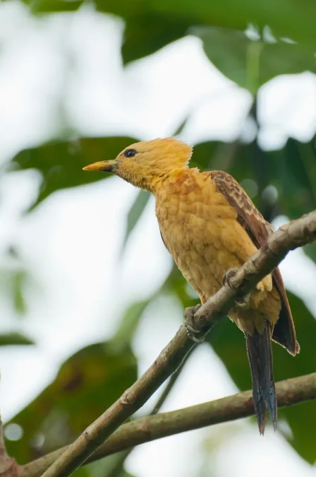 File:Celeus flavus 28763316.jpg