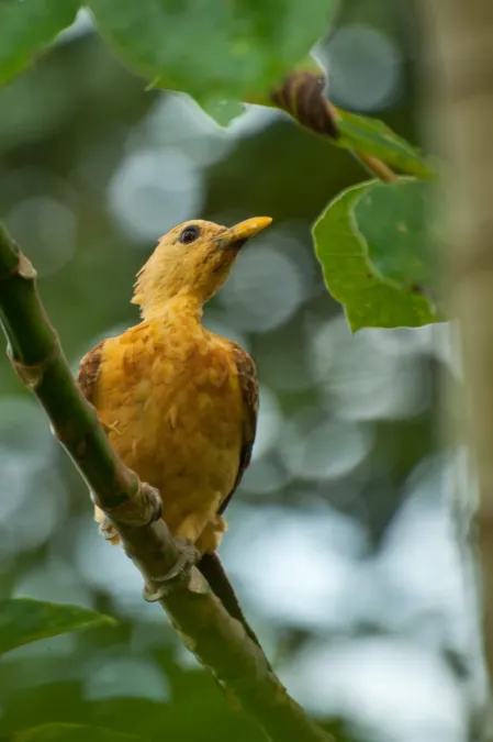 File:Celeus flavus 28763310.jpg