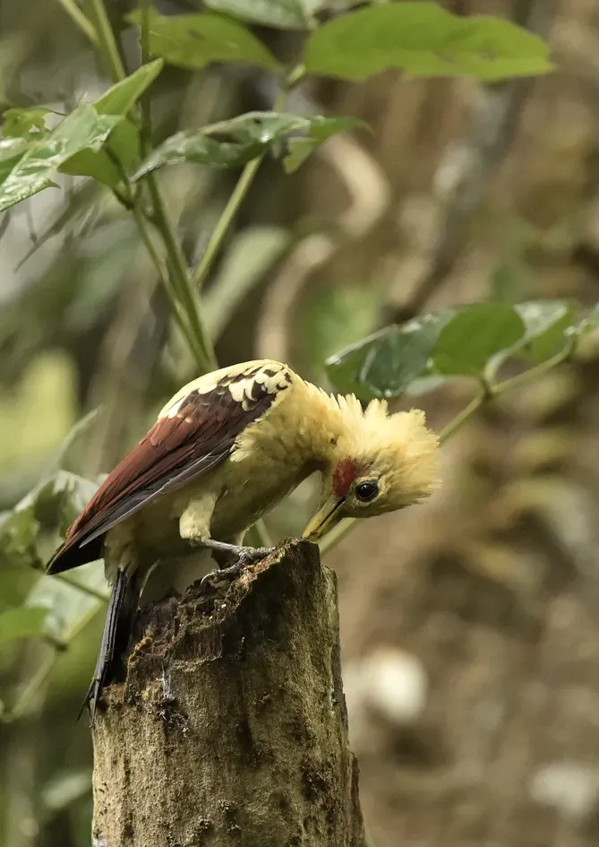 File:Celeus flavus 107922697.jpg