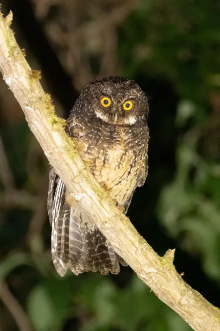 File:Megascops albogularis 103371898.jpg