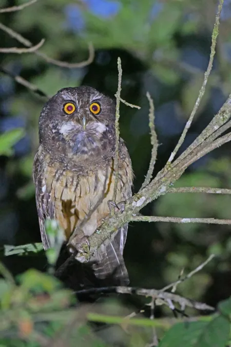 File:Megascops albogularis 239631736.jpg