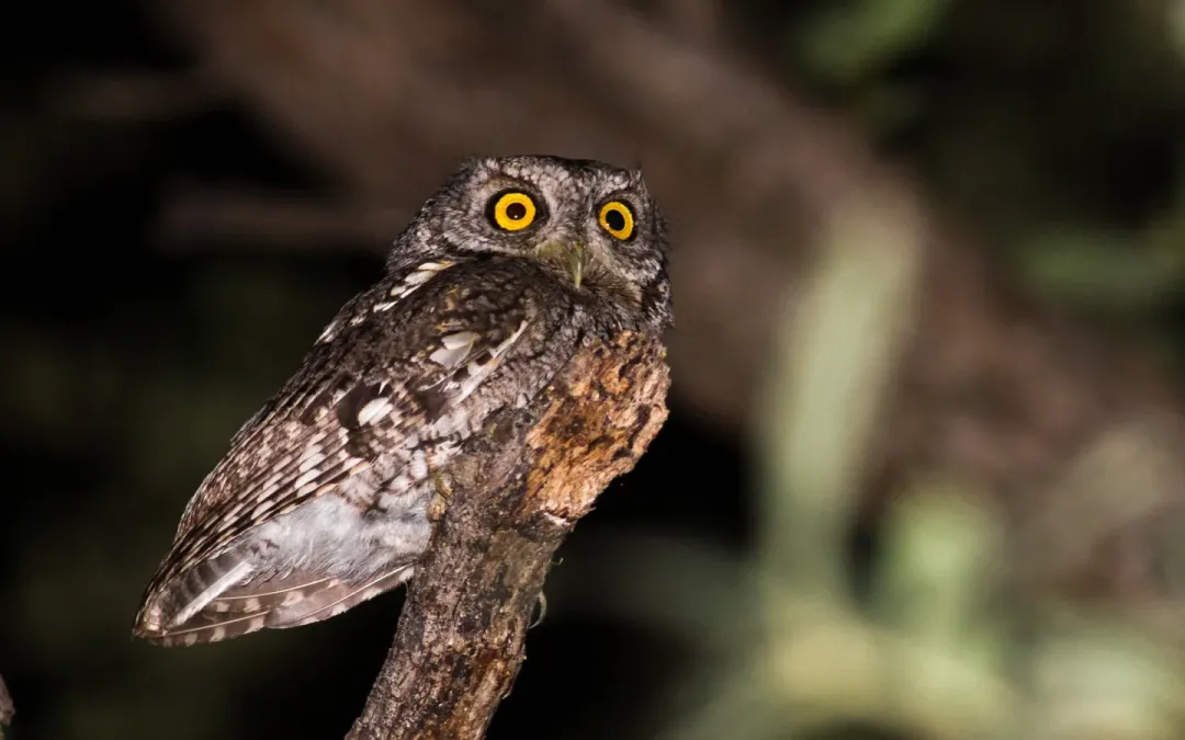 File:Megascops trichopsis 8167185.jpg