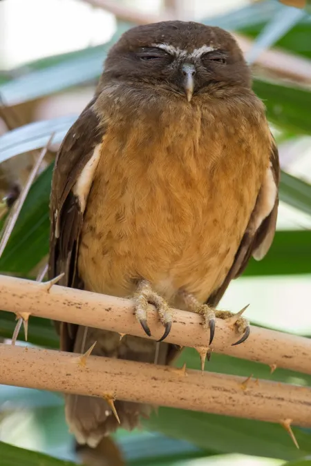 File:Ninox ochracea 107896421.jpg