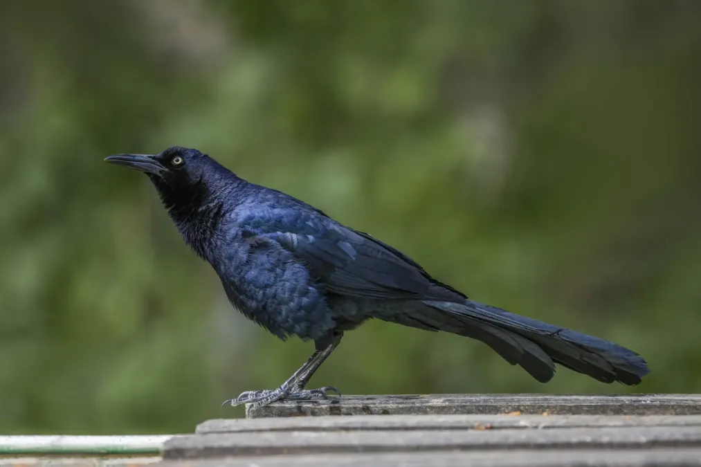 File:Great-tailed grackle (Quiscalus mexicanus mexicanus) male Copan.jpg