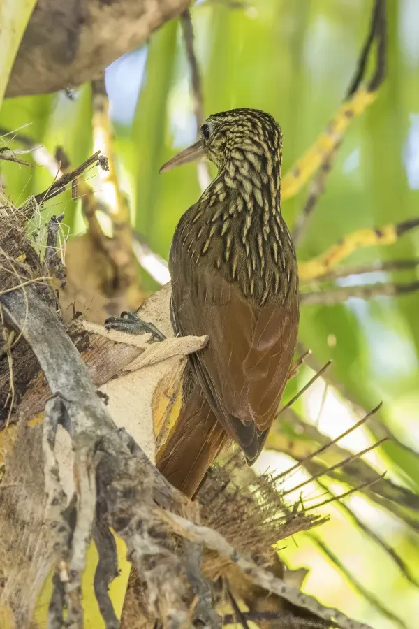 File:Ivory-billed woodcreeper (Xiphorhynchus flavigaster eburneirostris) Peten.jpg