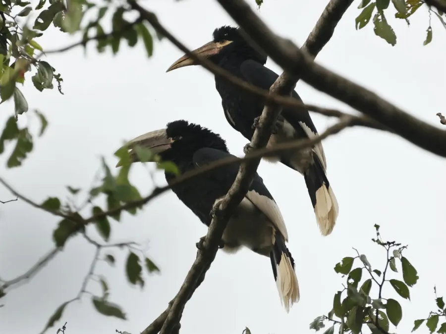 File:Bycanistes albotibialis 257849679.jpg
