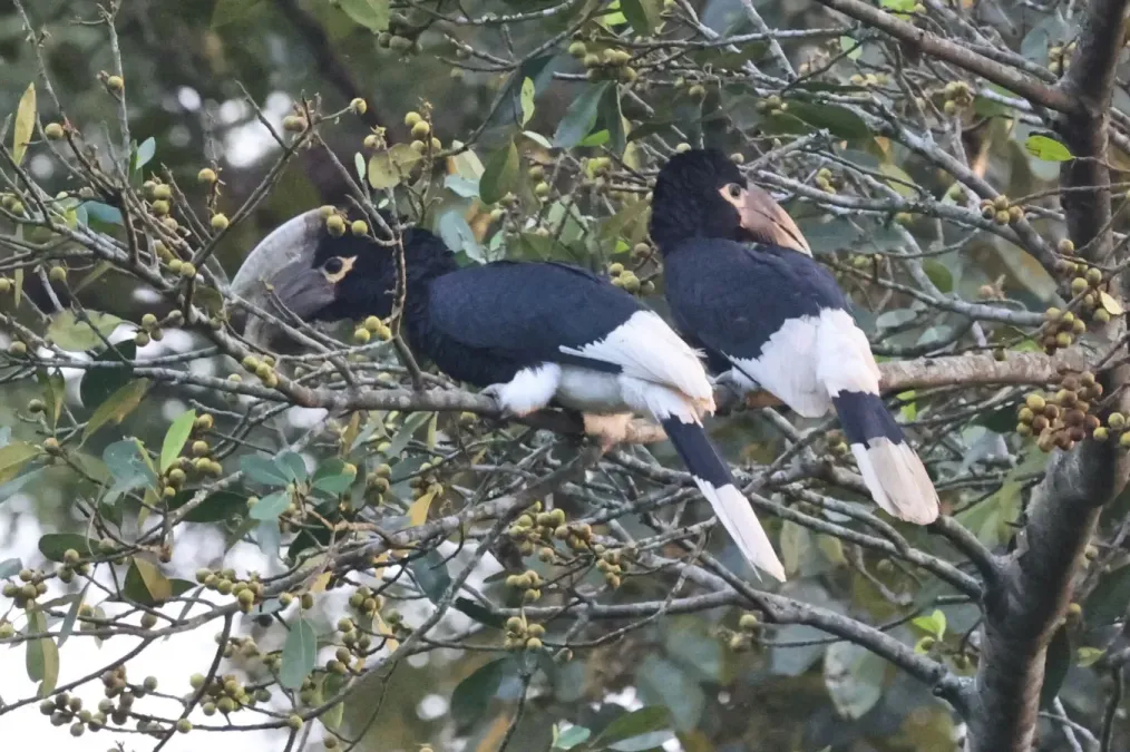 File:Bycanistes albotibialis 248449303.jpg