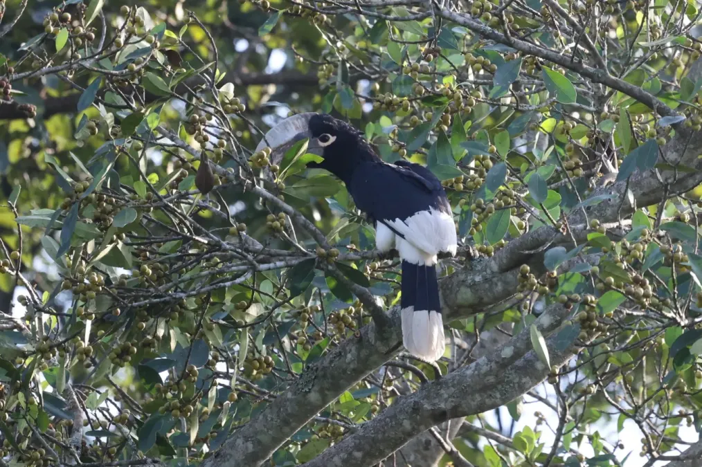 File:Bycanistes albotibialis 248374162.jpg