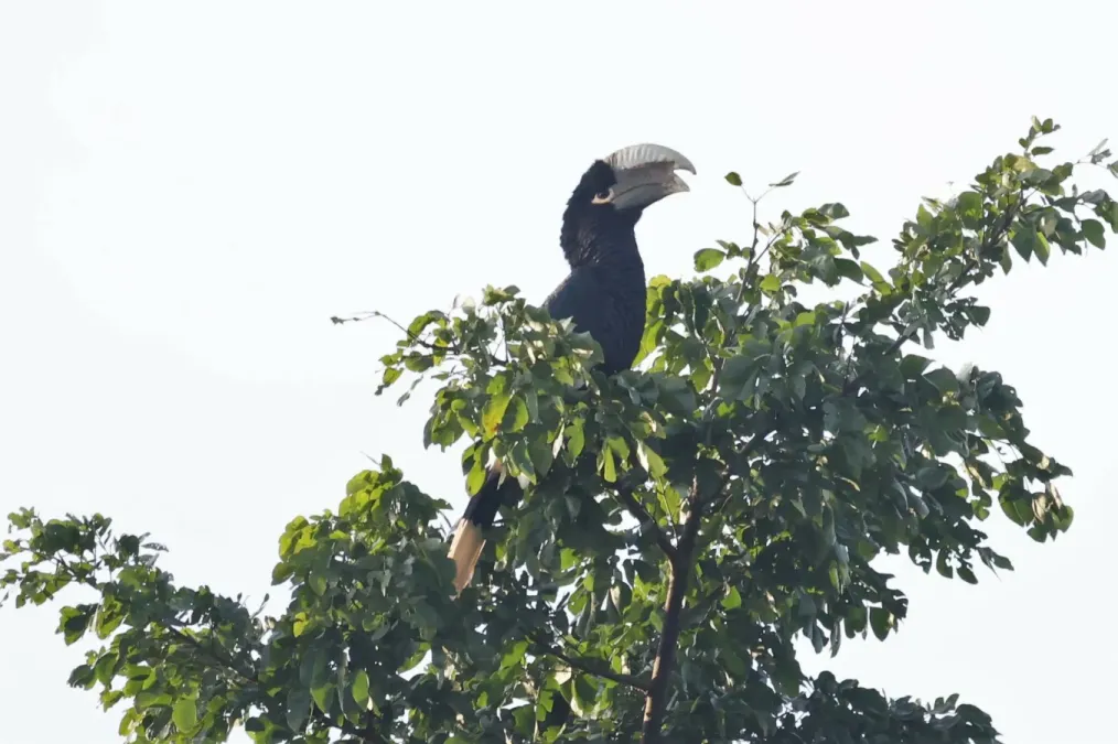 File:Bycanistes albotibialis 238861093.jpg