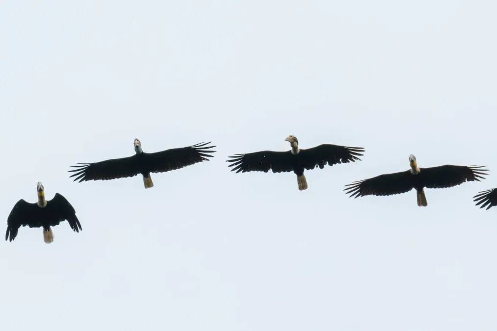 File:Rhyticeros subruficollis 232080950.jpg