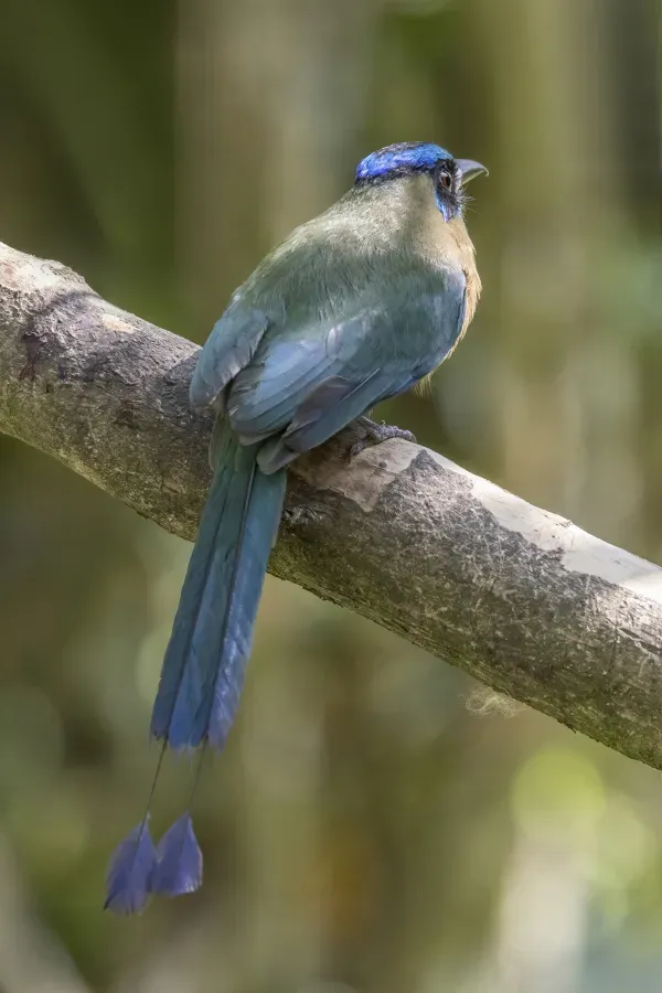 File:Lesson's motmot (Momotus lessonii lessonii) Los Tarrales 2.jpg