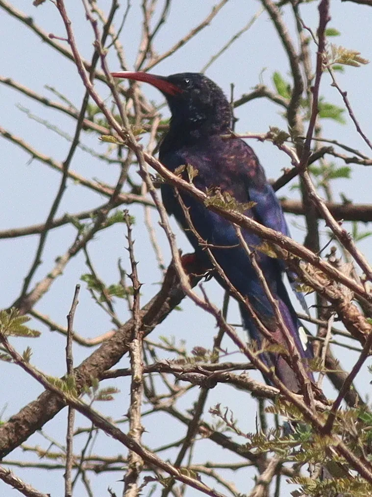 File:Phoeniculus damarensis granti 190391376.jpg