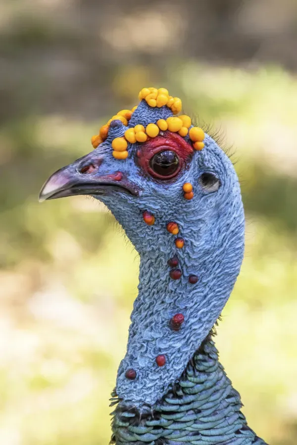 File:Ocellated turkey (Meleagris ocellata) male head Peten.jpg