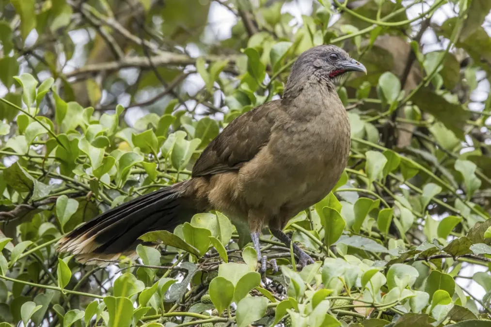 File:Plain chachalaca (Ortalis vetula vetula) Peten.jpg