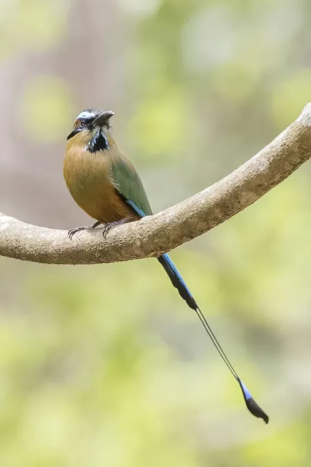 File:Turquoise-browed motmot (Eumomota superciliosa apiaster) Copan 3.jpg