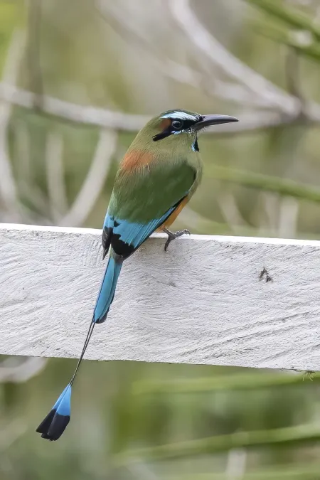 File:Turquoise-browed motmot (Eumomota superciliosa apiaster) Copan 2.jpg