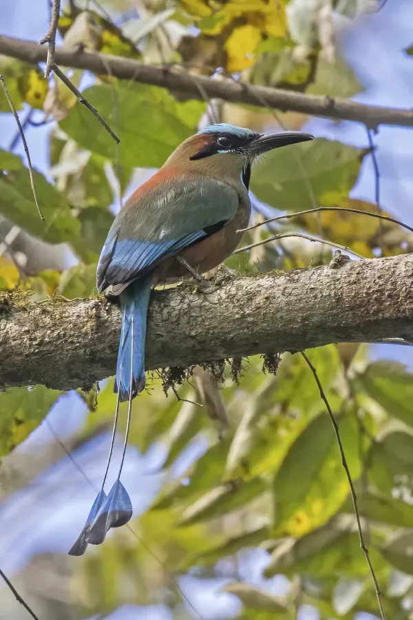File:Turquoise-browed motmot (Eumomota superciliosa apiaster) Copan.jpg