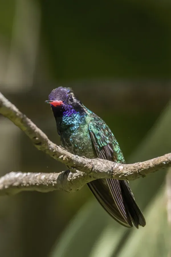 File:White-eared hummingbird (Basilinna leucotis leucotis) male Finca El Pilar 2.jpg
