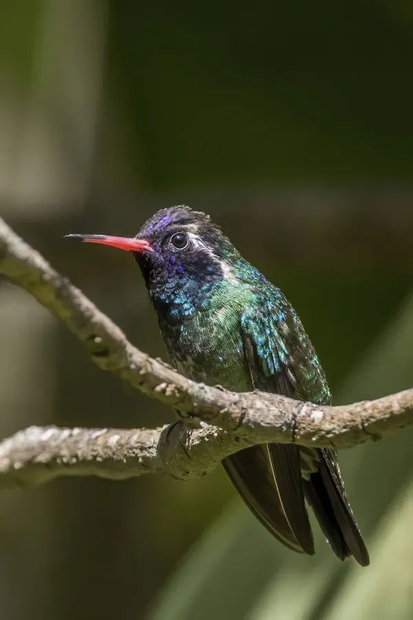 File:White-eared hummingbird (Basilinna leucotis leucotis) male Finca El Pilar.jpg