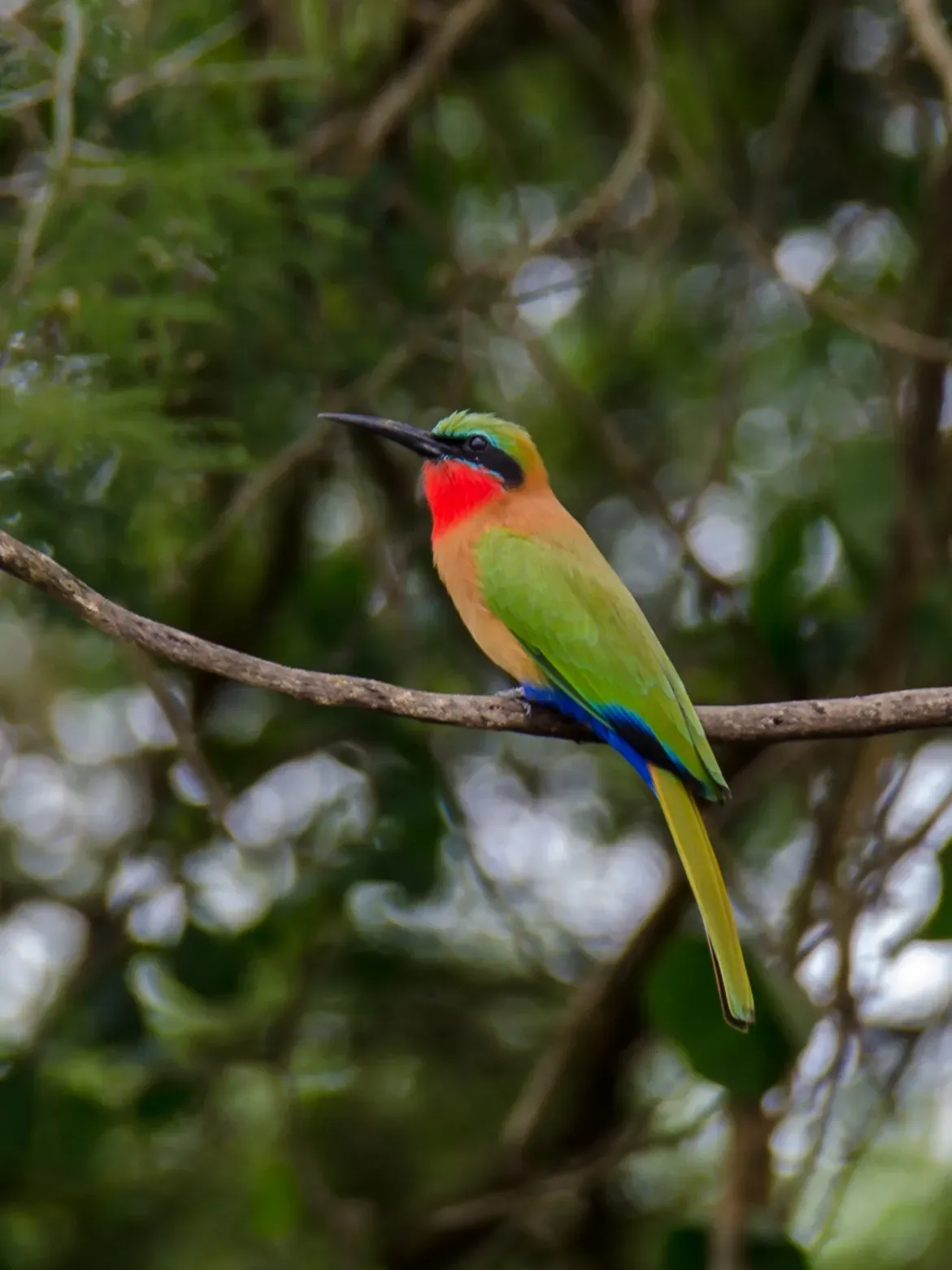 File:Merops bulocki 63245884.jpg
