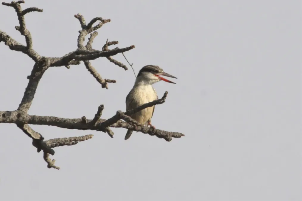 File:Halcyon chelicuti 261499505.jpg