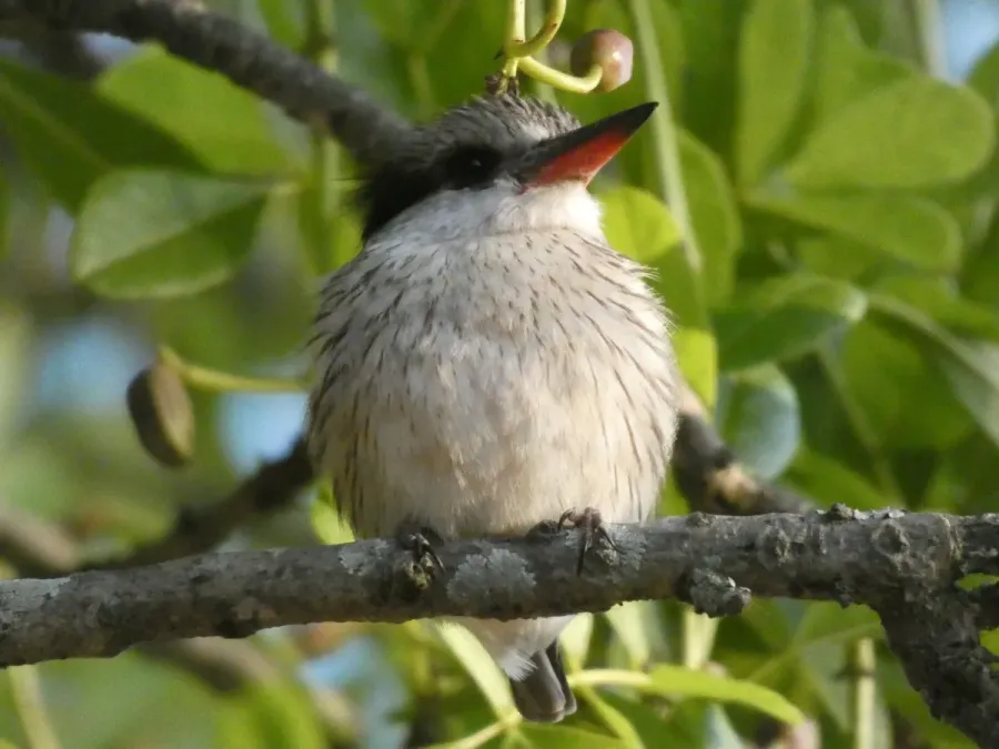 File:Halcyon chelicuti chelicuti 230256798.jpg