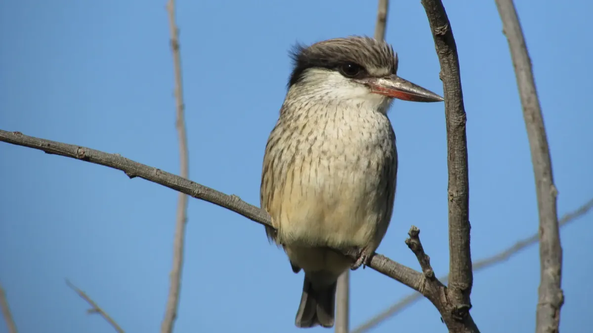 File:Halcyon chelicuti chelicuti 80229286.jpg