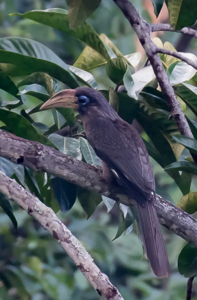 File:Anorrhinus austeni 53405354.jpg