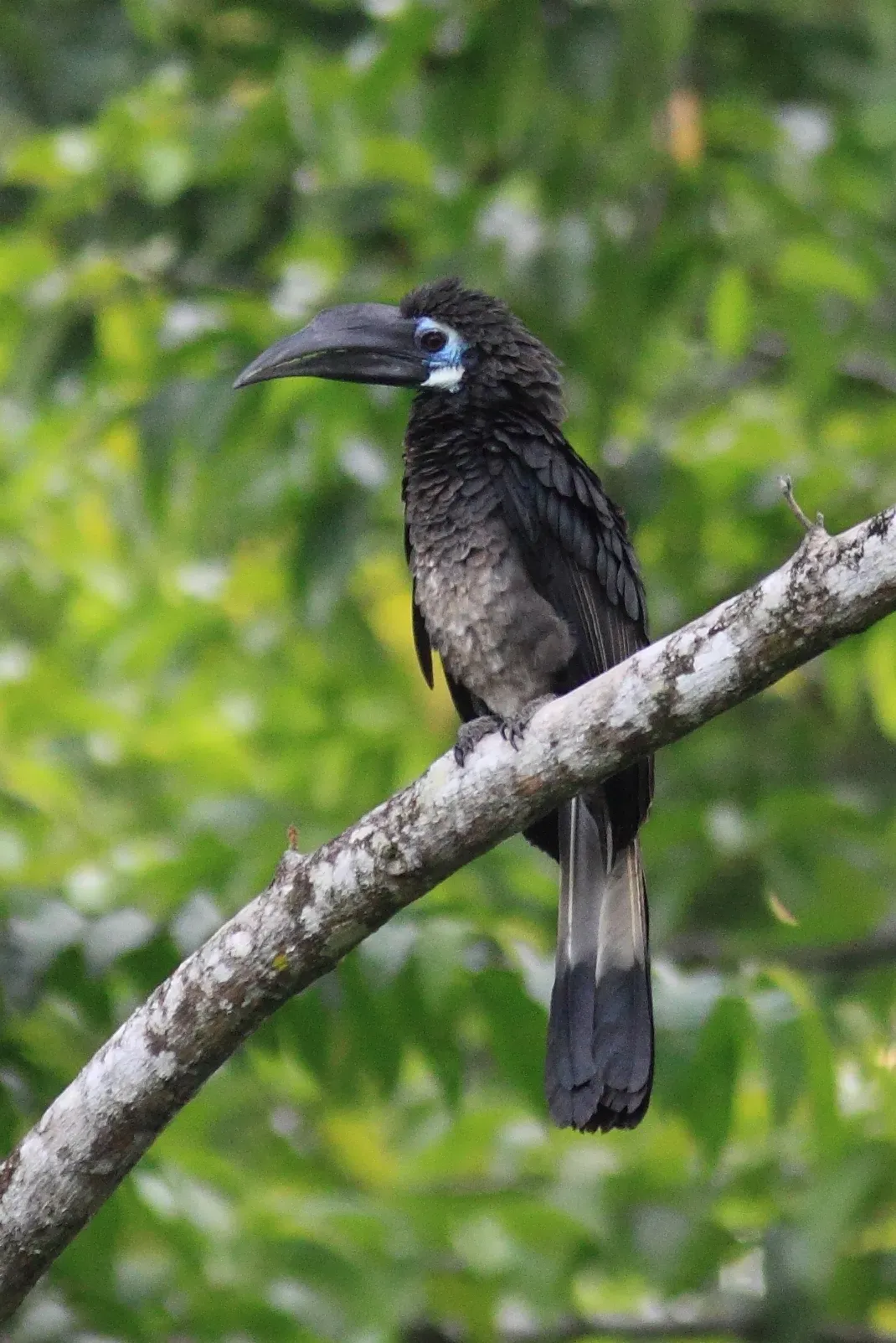 File:Anorrhinus galeritus 260745728.jpg