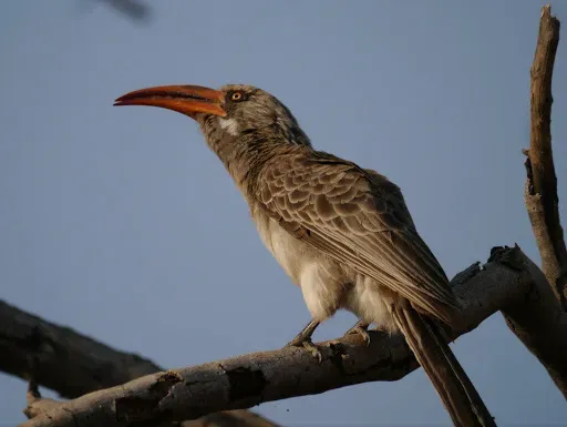 File:Lophoceros bradfieldi 2298124.jpg