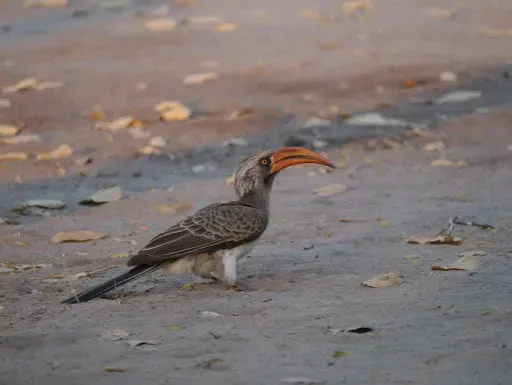 File:Lophoceros bradfieldi 2298123.jpg