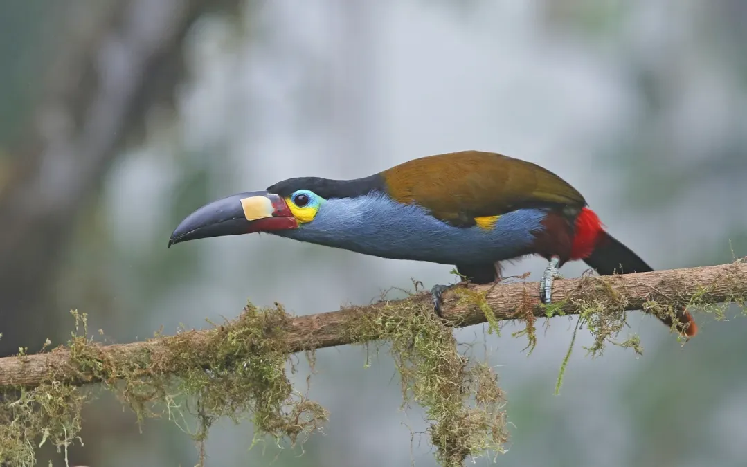 File:Andigena laminirostris 104815183.jpg