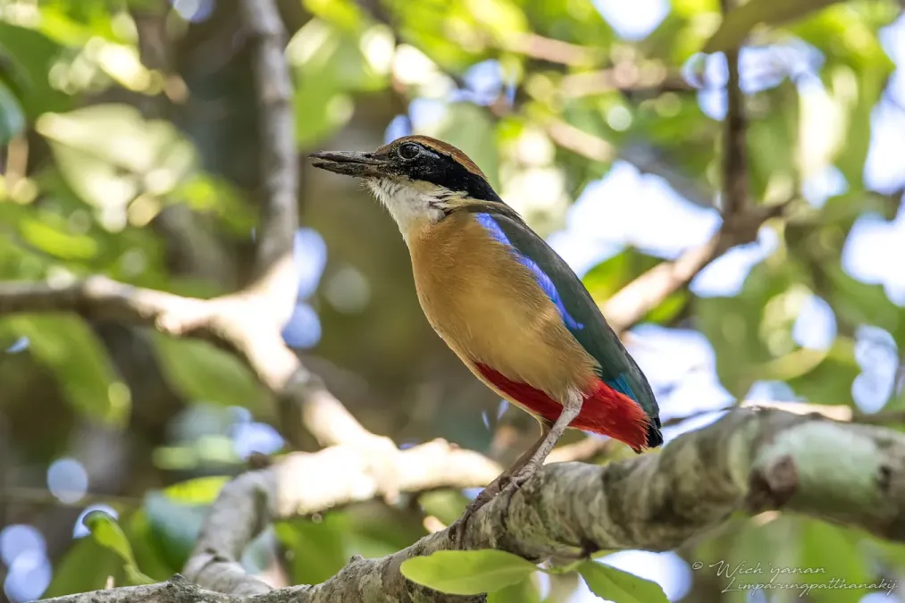 File:Pitta megarhyncha 262614180.jpg
