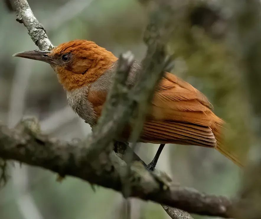 File:Clibanornis erythrocephalus 256051162 (cropped).jpg